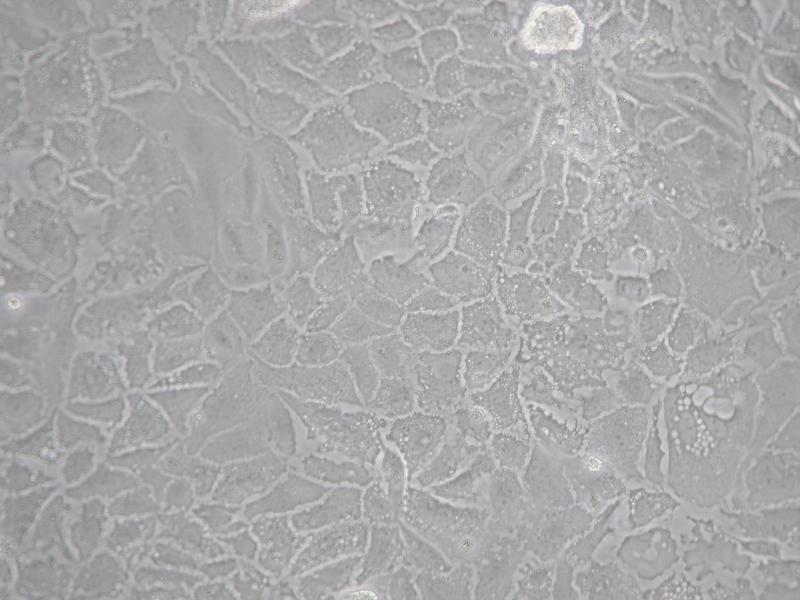 Mouse Liver Epithelial Cells