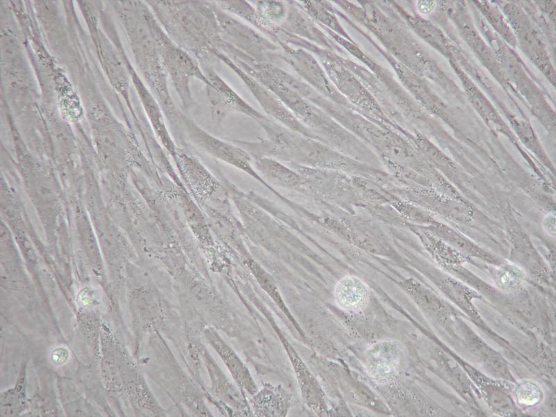 Mouse Skin Fibroblast Cells