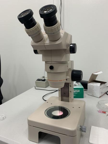 Olympus SZ stereomicroscope