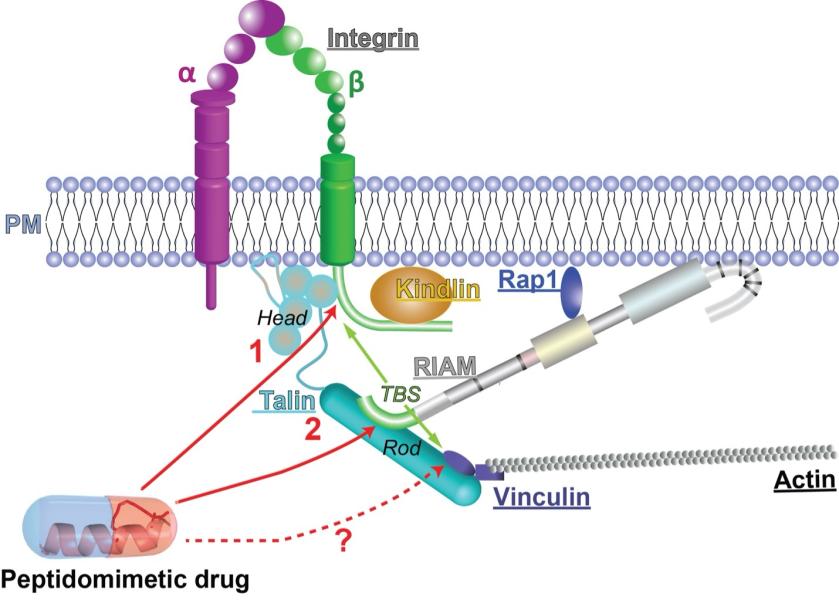A schematic model of the &quot;double-hit&quot; inhibition of integrin activity by peptidomimetic drug