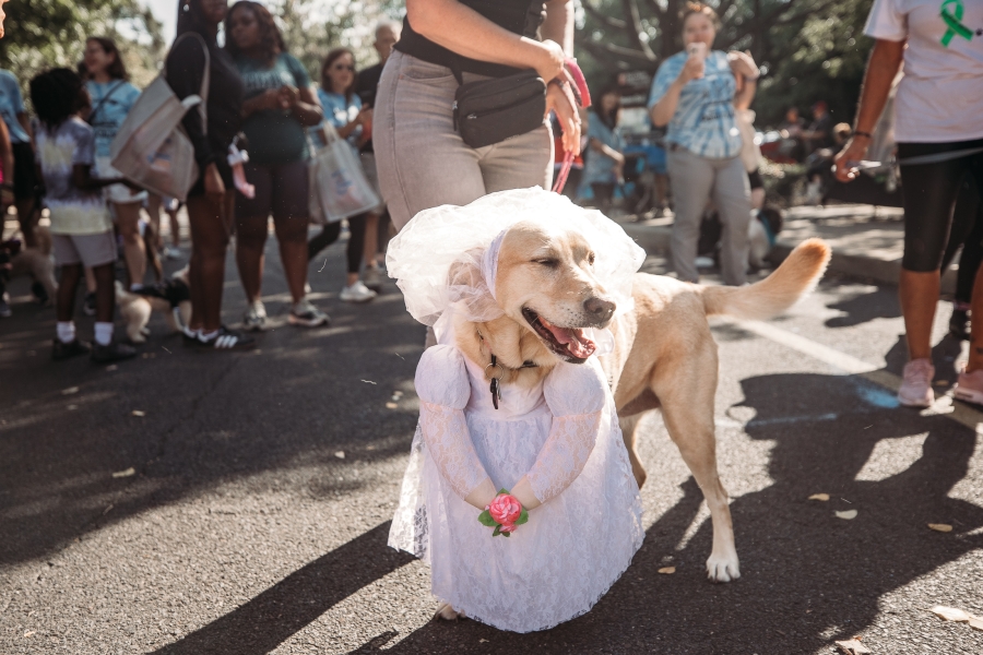 Paws for a Cause-4899