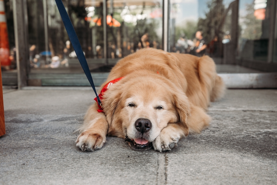 Paws for a Cause-5389