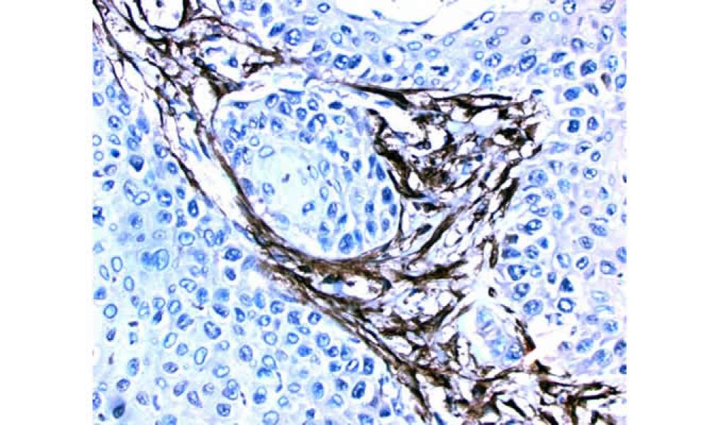 Link to /sites/default/files/styles/slider_desktop/public/images/slide/11large_0.jpg?itok=TROjNSa2