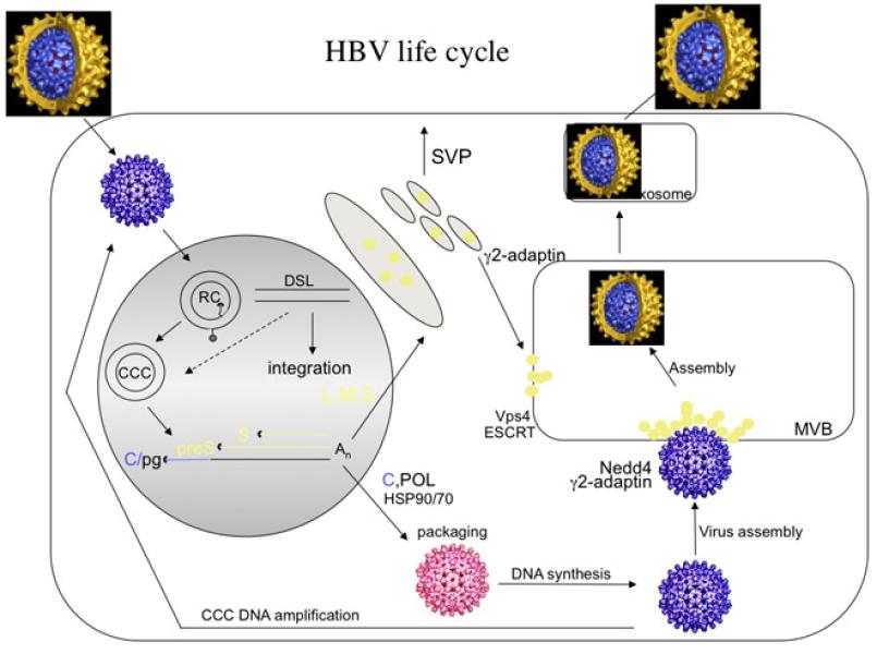 Link to /sites/default/files/styles/slider_desktop/public/images/slide/2L_3.jpg?itok=97WkBR6K