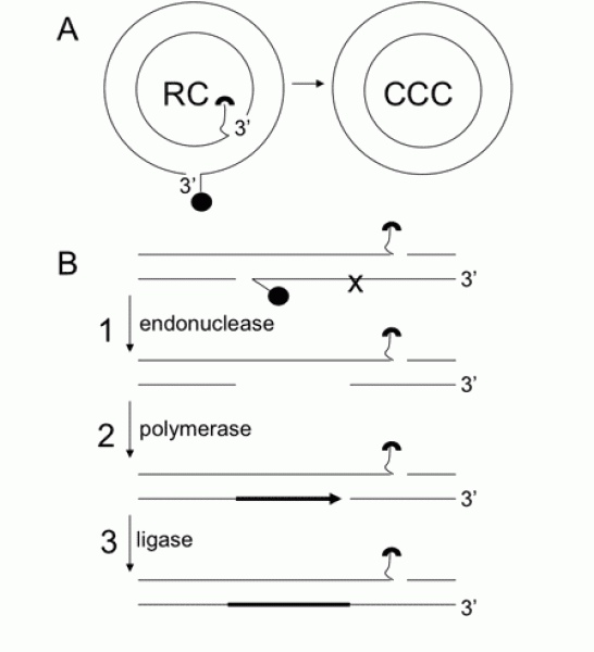 Link to /sites/default/files/styles/slider_desktop/public/images/slide/3L.gif?itok=AbDcjvqs
