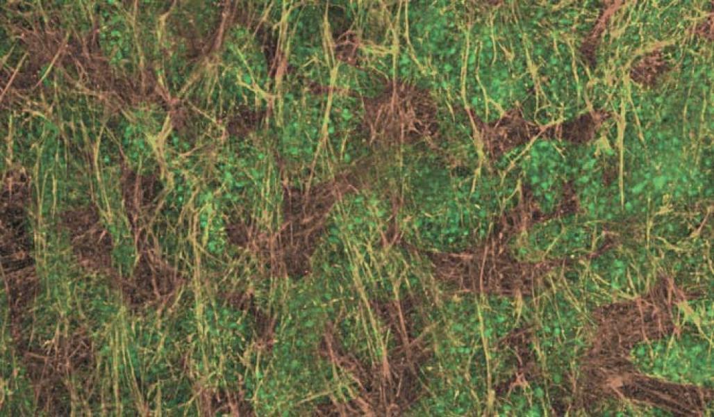 Primed fibroblast-derived 3D culture