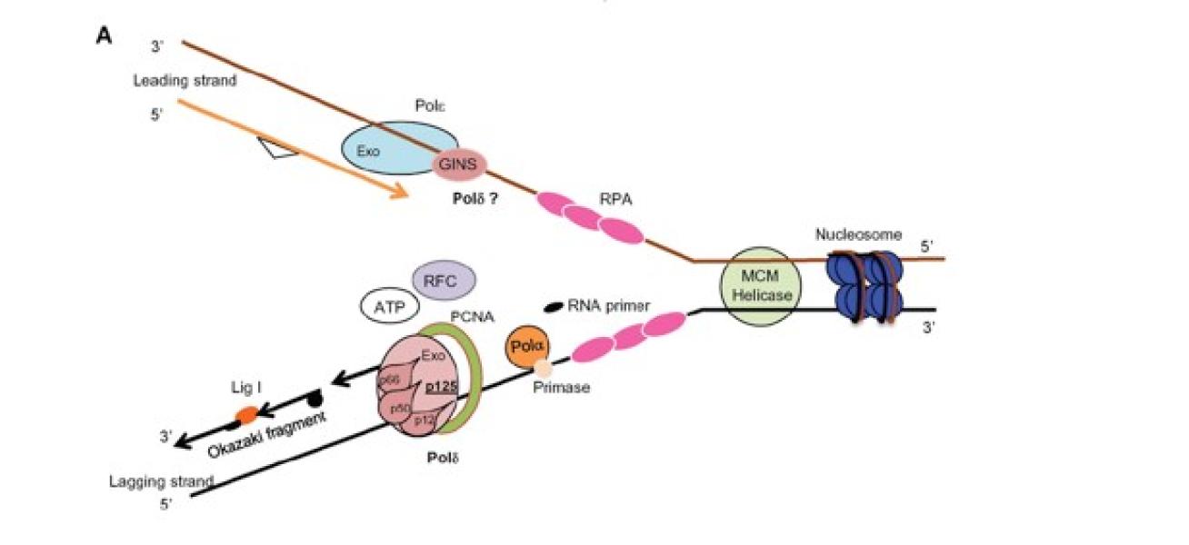 Link to /sites/default/files/styles/slider_desktop/public/images/slide/AroraFig2.jpg?itok=wcsrwP38