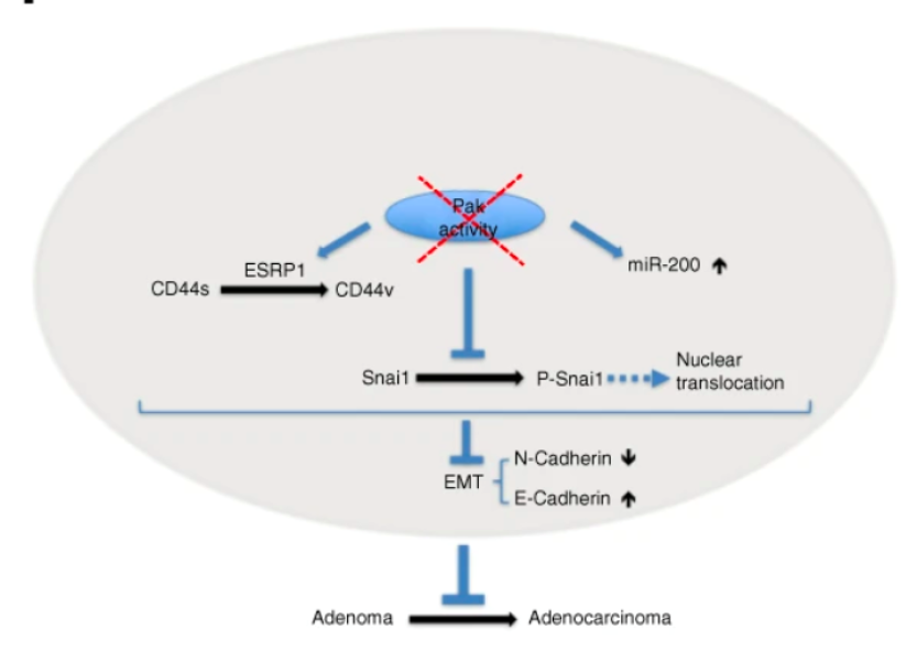 Link to /sites/default/files/styles/slider_desktop/public/images/slide/ChernoffFig3.png?itok=EuxlO_m2