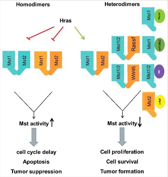 Link to /sites/default/files/styles/slider_desktop/public/images/slide/ChernoffFig4.jpg?itok=irlAeVdZ