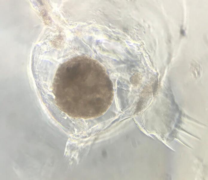 Link to /sites/default/files/styles/slider_desktop/public/images/slide/Cihangir_Duy_Lab_Image_2%20%281%29.jpg?itok=jjanw6ee