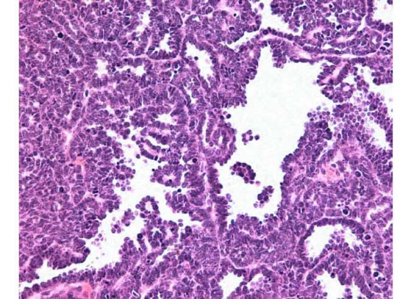 Link to /sites/default/files/styles/slider_desktop/public/images/slide/DR26_large_0.jpg?itok=rocvon0n