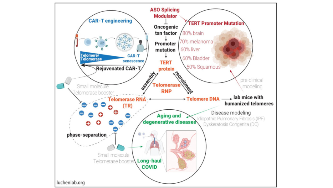 Link to /sites/default/files/styles/slider_desktop/public/images/slide/LuChenLab-slide2NEW.png?itok=0iF6wSKQ