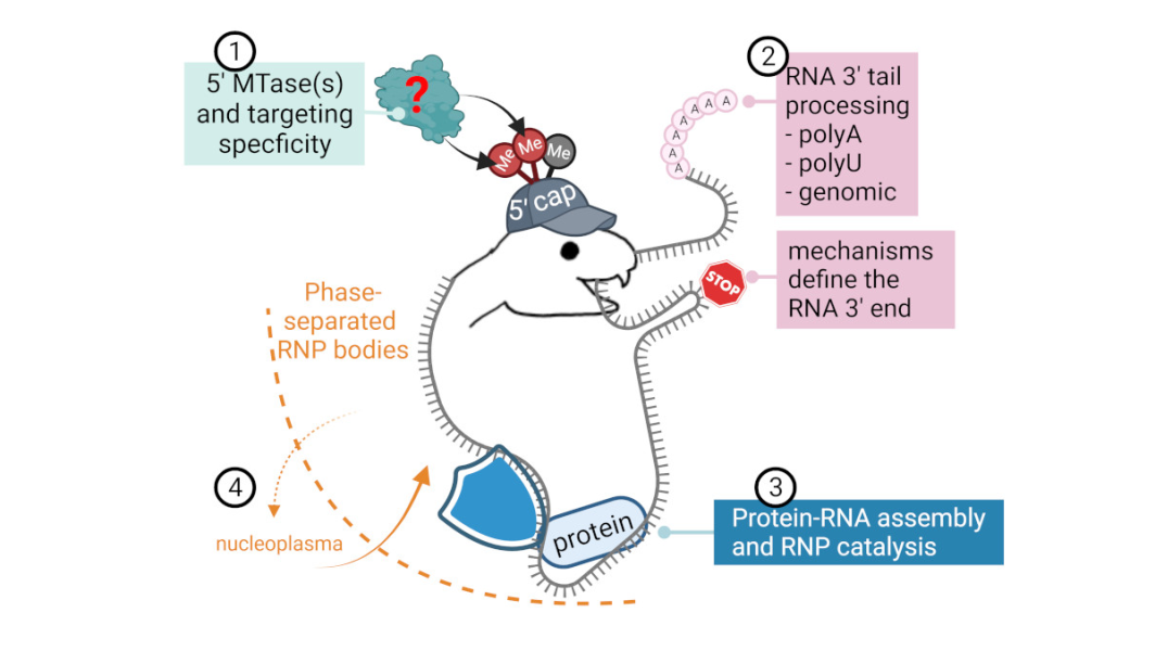 Link to /sites/default/files/styles/slider_desktop/public/images/slide/LuChenLab-slide3NEW.png?itok=BbXYvqXD