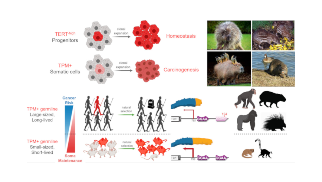 Link to /sites/default/files/styles/slider_desktop/public/images/slide/LuChenLab-slide4NEW_0.png?itok=TB7iz3B5