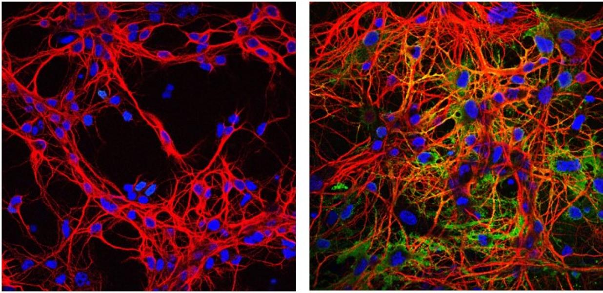 Link to /sites/default/files/styles/slider_desktop/public/images/slide/RallFig1.jpg?itok=nsdFJoDL