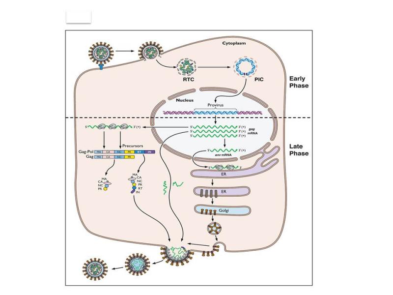 The single cell reproductive cycle of the alpharetrovirus, ALV. The virus life cycle is 46divided into an early phase that includes steps from virus infection to establishment of the provirus, and a late phase that includes expression of the provirus and formation of progeny virions. Adapted from: Principles of Virology, 4rd edition Vol. I. 2015. S.J Flint, V.R Racaniello, G.F. Rall. and A.M. Skalka. ASM Press Washington DC, Vol. I Appendix, Figure 30.