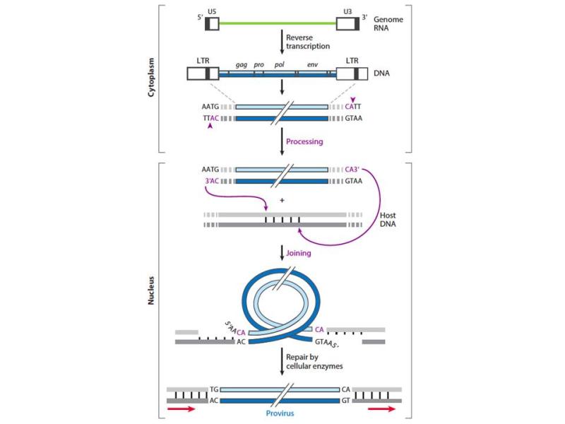 Steps in the synthesis of retroviral DNA and its integration into host DNA. The viral RNA genome (green line) is reverse transcribed in the cytoplasm of the cell within a subviral nucleoprotein structure (called the reverse transcription complex) to form a duplex DNA containing long terminal repeats (LTRs) of sequences unique to the 5 (U5) and 3 (U3) ends of the viral RNA. The organization of the genes common to all retroviruses ( gag, pro, pol, and env) is colinear with the RNA genome.