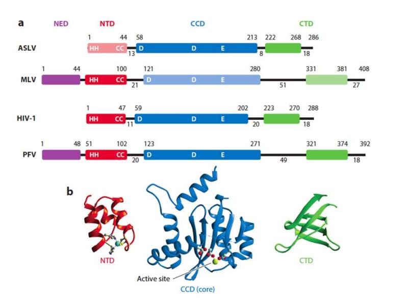 Domain organization of integrase (IN) proteins from different retroviruses. (a) Maps for the organization of IN proteins from the alpharetrovirus avian sarcoma/leukosis virus (ASLV), the gammaretrovirus murine leukemia virus (MLV), the lentivirus human immunodeficiency virus type 1 (HIV-1), and the spumavirus prototype foamy virus (PFV). Amino acid numbers delineate the start and end of each domain: the N-terminal extension domain (NED; purple); the N-terminal domain (NTD; red )