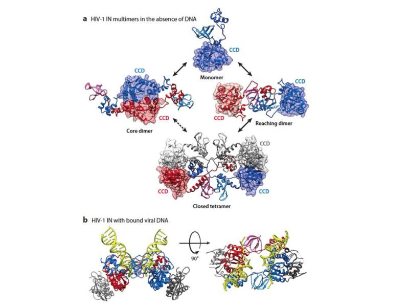Models for architectures of full-length human immunodeficiency virus type 1 (HIV-1) apo-integrase (IN) protein in solution.