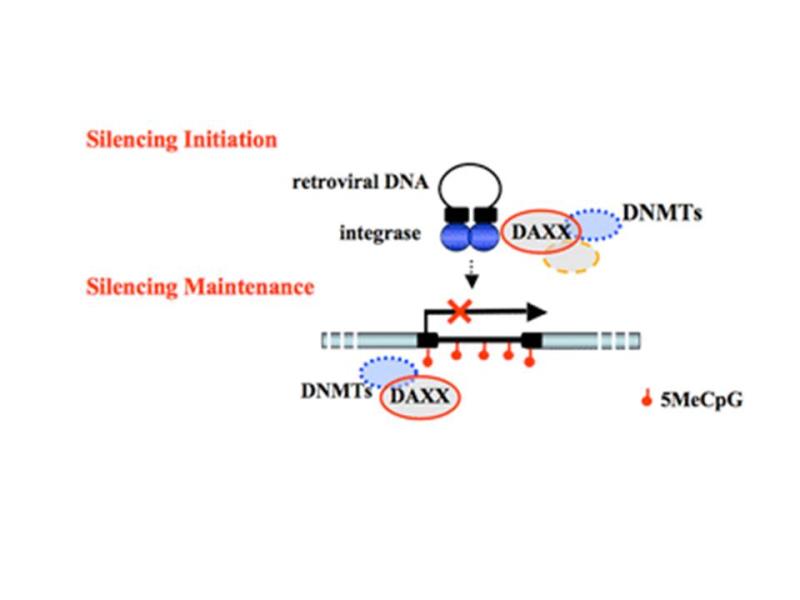 Model for the roles of the human Daxx protein in the initiation and maintenance of epigenetic silencing. Daxx acts as a scaffolding protein to recruit DNA methyltransferases (DNMTs) and histone deacetylases (HDACs) to avian sarcoma virus (ASV) DNA via binding to integrase (IN).  Bottom- Post-integration repressive marks are depicted as circles. The mechanism by which Daxx is positions on viral DNA to during silencing maintenance is unknow, as indicated by the question mark.