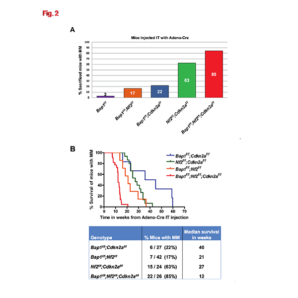 Link to /sites/default/files/styles/slider_desktop/public/images/slide/TestaFig1_0.png?itok=7hindQIN