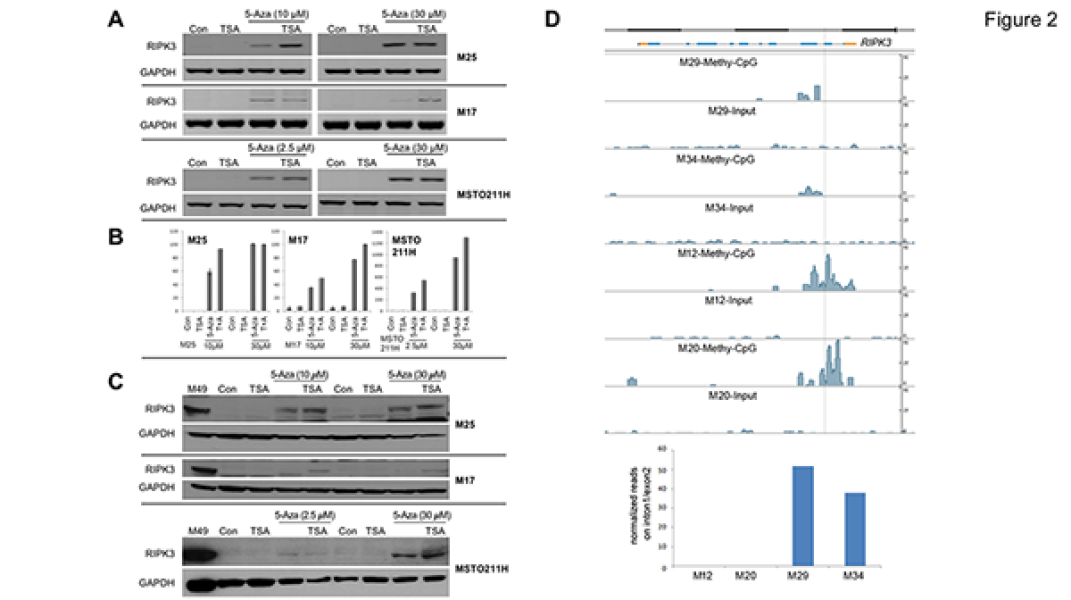Link to /sites/default/files/styles/slider_desktop/public/images/slide/TestaFig2_0.png?itok=hmnKUzPC