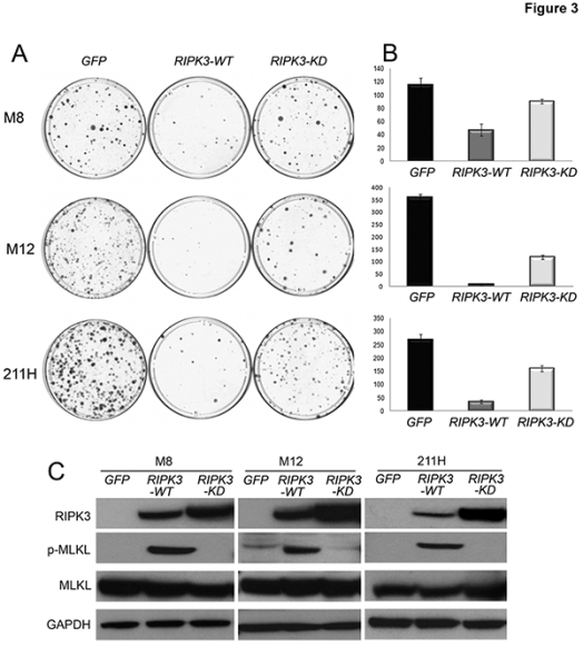 Link to /sites/default/files/styles/slider_desktop/public/images/slide/TestaFig3_0.png?itok=tWL7PvB5