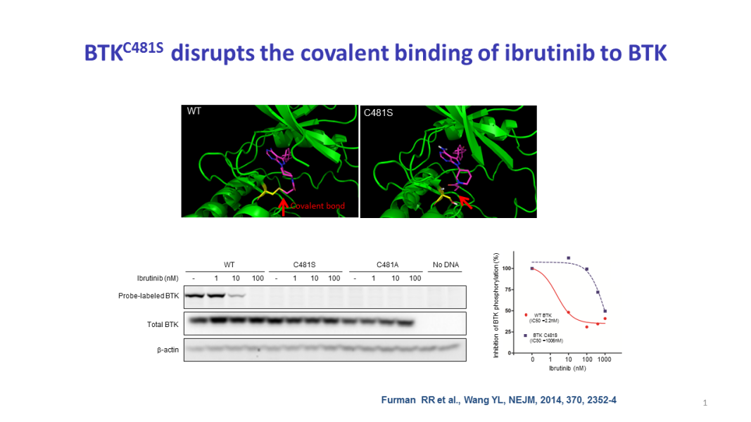 BTKC481S disrupts the covalent binding of ibrutinib to BTK