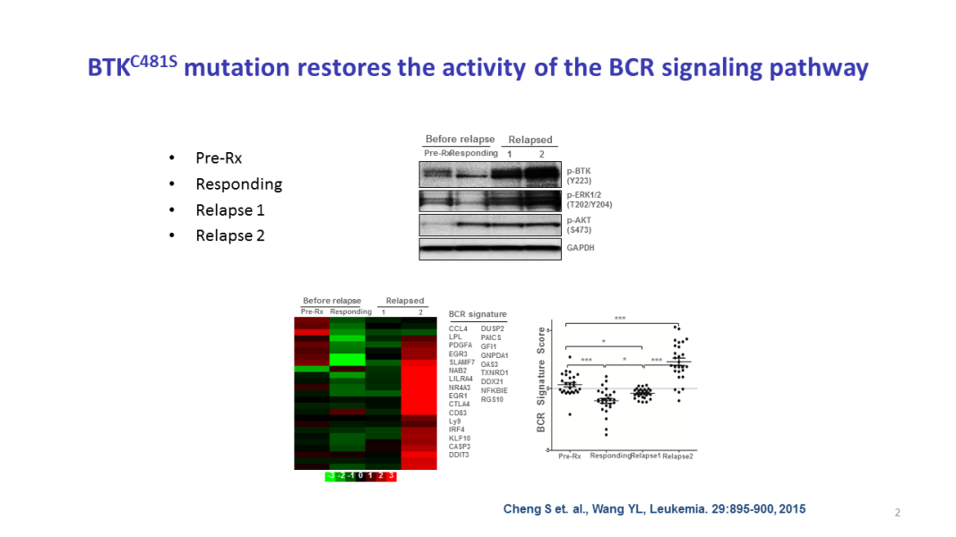 BTKC481S mutation restores the activity of the BCR signaling pathway