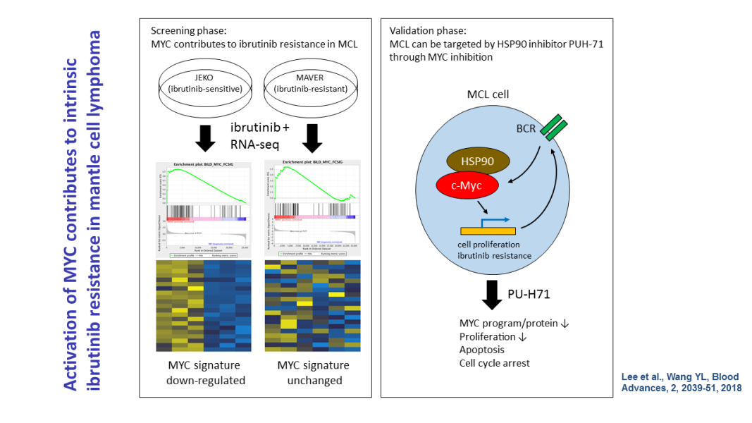 Activation of MYC contributes to intrinsic ibrutinib resistance in mantle cell lymphoma
