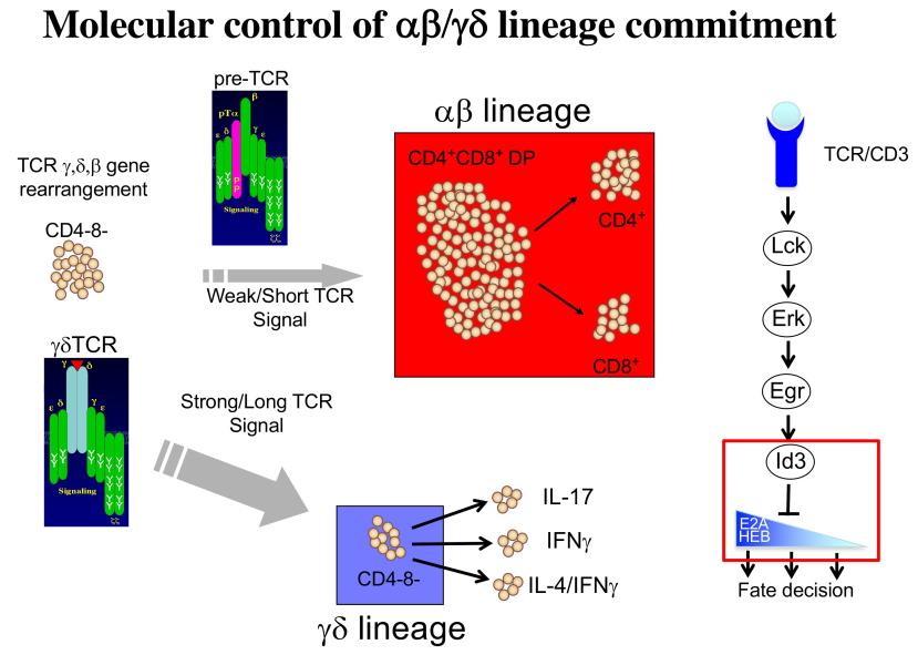 Link to /sites/default/files/styles/slider_desktop/public/images/slide/WiestFig2.jpg?itok=YRZZBvnz