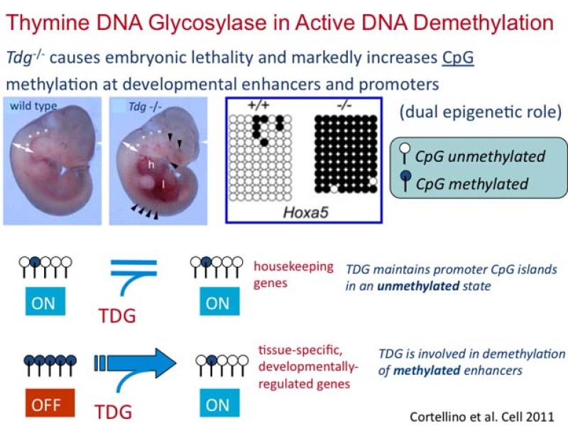 Thymine DNA Glycosylase in Active DNA Demethylization
