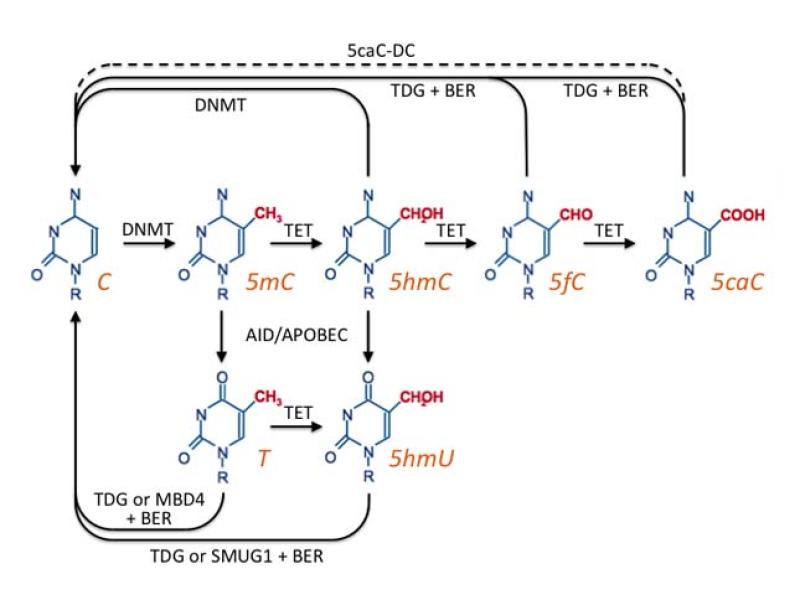 Demythalization pathways