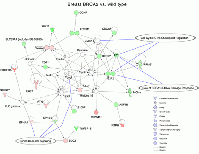 Ingenuity Pathway Analysis