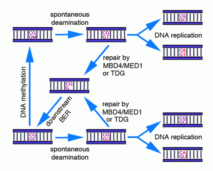 Mutagenesis by deamination of 5-methylcytosine and cytosine at CpG sites