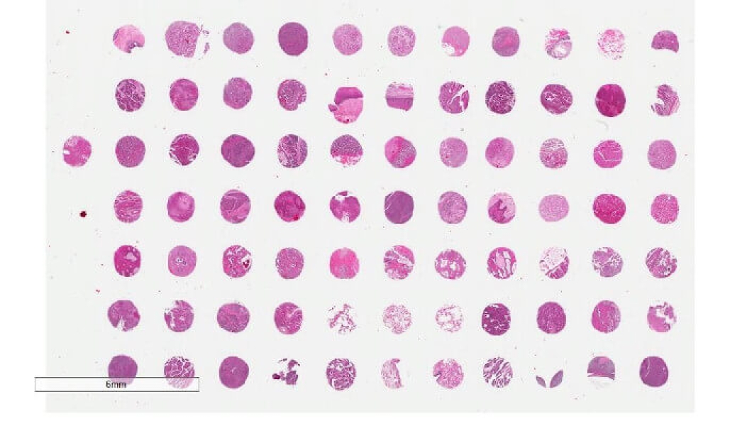 Link to /sites/default/files/styles/slider_desktop/public/images/slide/digital-whole-slide-scan.jpg?itok=96Lqe6pi