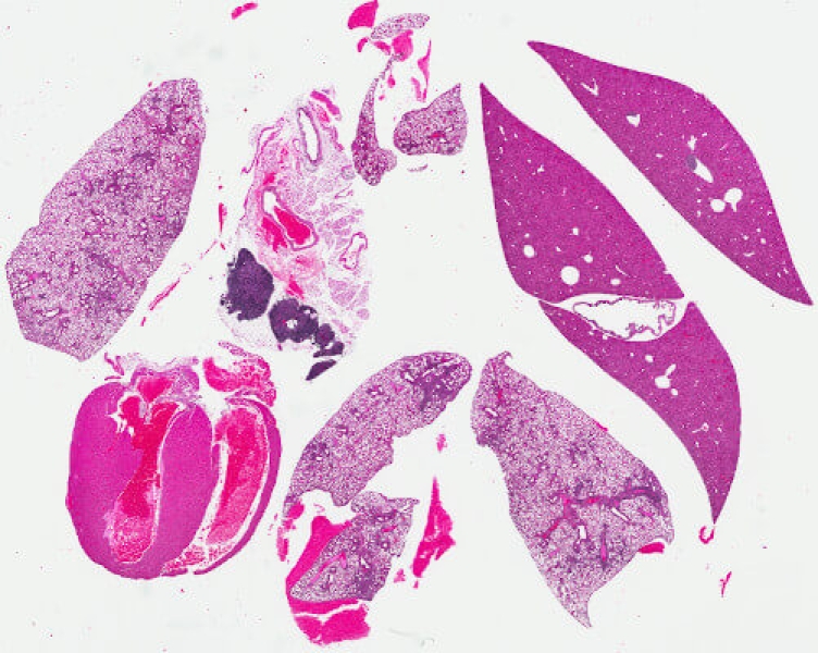 Link to /sites/default/files/styles/slider_desktop/public/images/slide/he-staining-mouse-organs.jpg?itok=5iiStw1Z