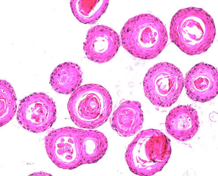 Link to /sites/default/files/styles/slider_desktop/public/images/slide/he-staining-organoid-mouse.jpg?itok=FQrpS4No