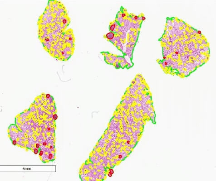 Link to /sites/default/files/styles/slider_desktop/public/images/slide/quantitative-image-analysis.jpg?itok=WwsOfsKv