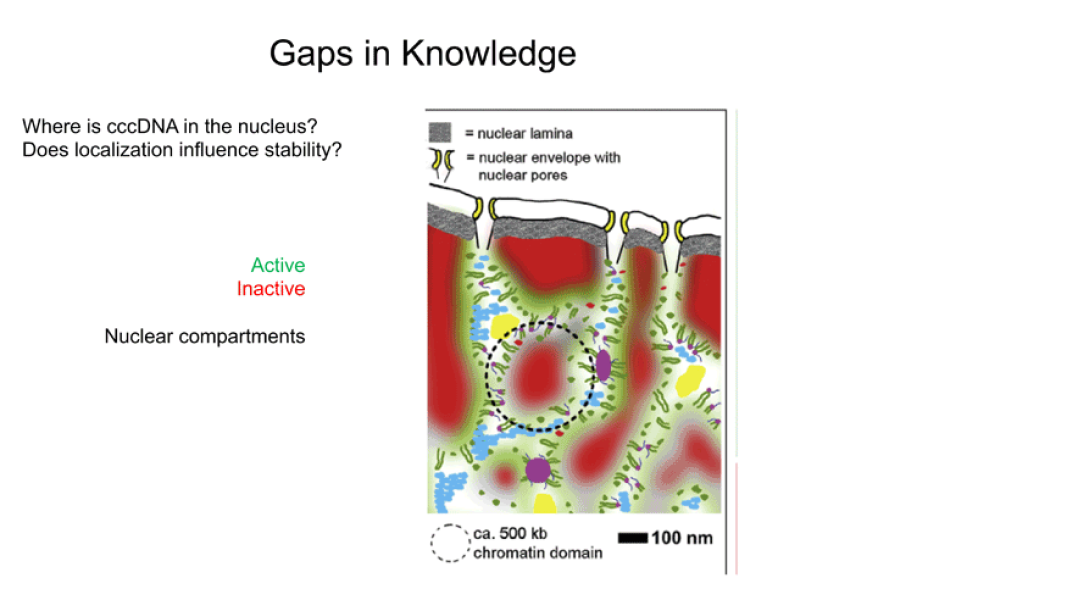 Gaps in knowledge: Where is cccDNA in the nucleus?