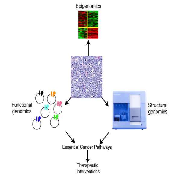 Functional and Structural Cancer Genomics