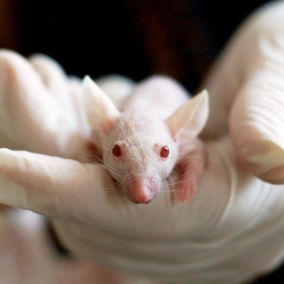 lab mouse