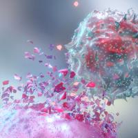 An artistic depiction of a red and blue cell bursting out of a larger fuchsia cell, leaving fragments of it floating around.