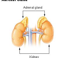 A diagram depicting the adrenal glands right above the kidneys.