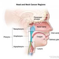 A diagram showing various head and neck cancer regions, including the postnasal sinuses, the pharynx, the oral cavity, and more.
