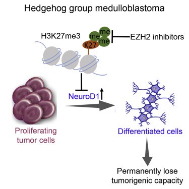 NeuroD1, a helix-loop-helix transcription factor, dictates the terminal differentiation of medulloblastoma cells. Inhibition of the histone lysine methyltransferase EZH2 prevents H3K27 trimethylation, resulting in increased NeuroD1 expression and enhanced differentiation in MB cells, which consequently reduces tumor growth.